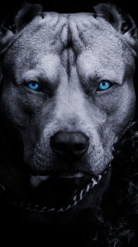 Ritratto cane pitbull amstaff - ritratto,