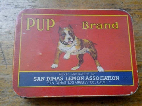 Rare pup brand collectible - rare,