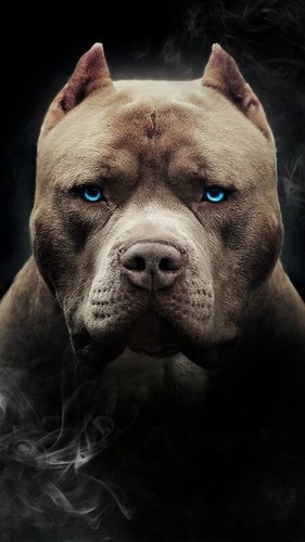 Ritratto cane pitbull amstaff - ritratto,
