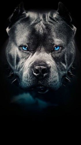 Ritratto cane pitbull - cane, amstaff