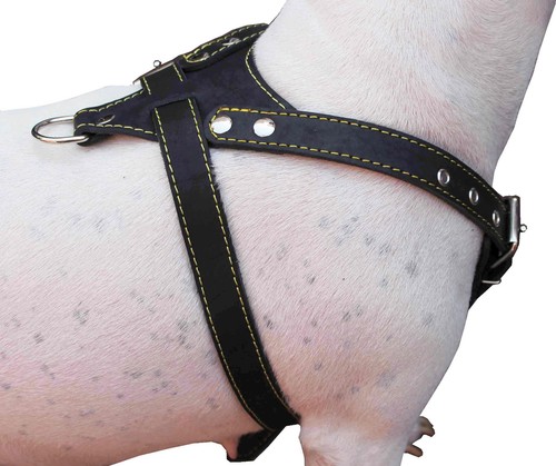 Imbracatura per cani vera - imbracatura, in