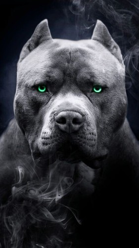 Ritratto cane pitbull - cane,