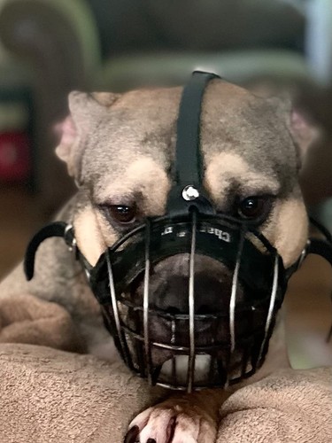 Museruola per cani - , |