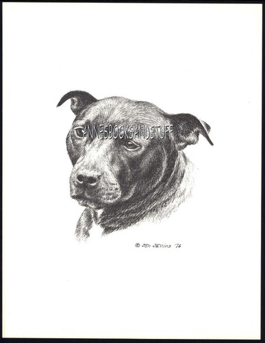 122 amstaff pit bull - amstaff,